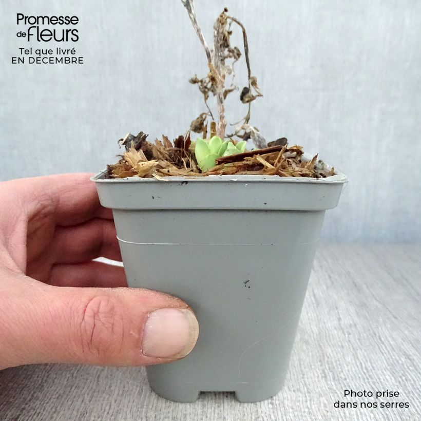 Amostra de Sedum spectabile Stardust - Orpin d'automne Vaso de 8/9 cm tal como entregue no inverno