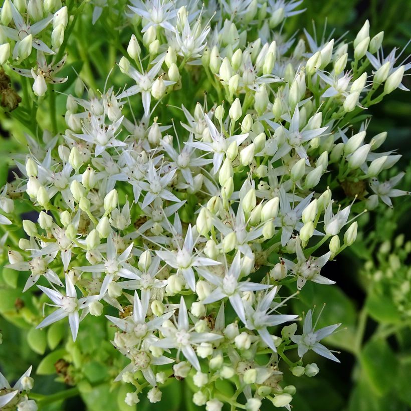 Sedum spectabile Stardust (Floração)