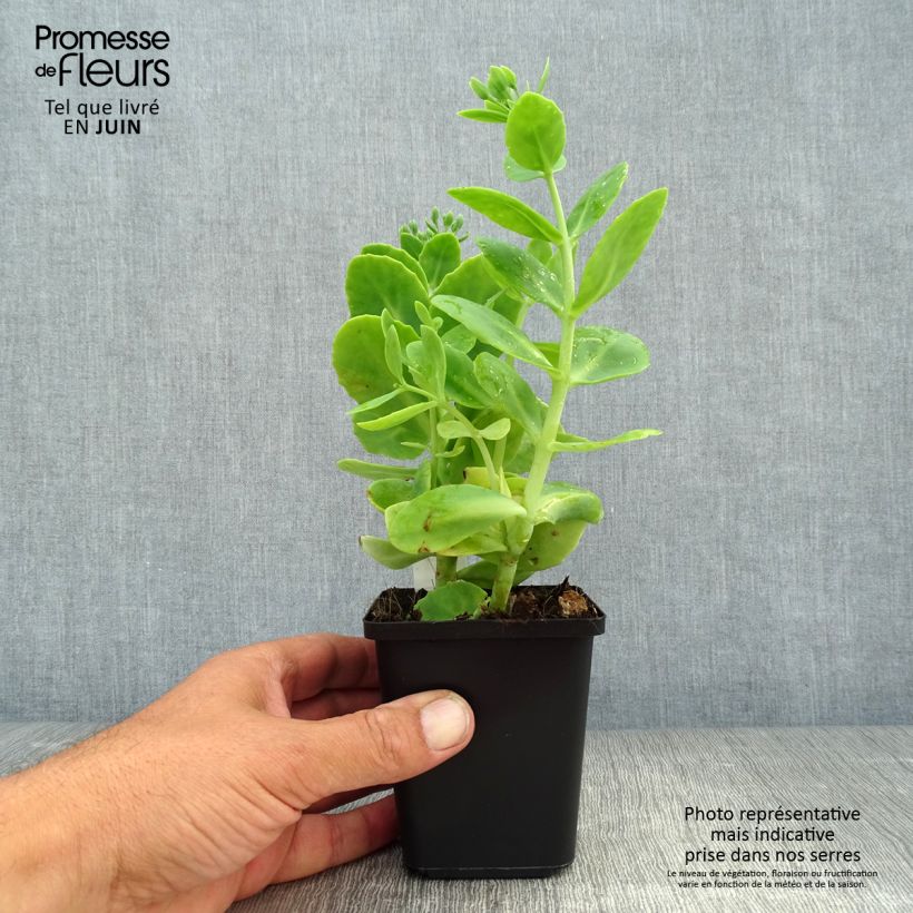 Amostra de Sedum spectabile Stardust Vaso de 8/9 cm tal como entregue no verão