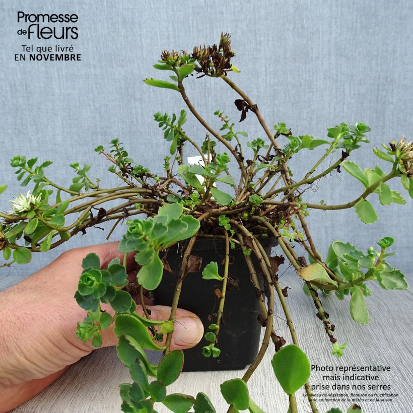 Amostra de Sedum spurium Album Superbum Vaso de 8/9 cm tal como entregue no outono