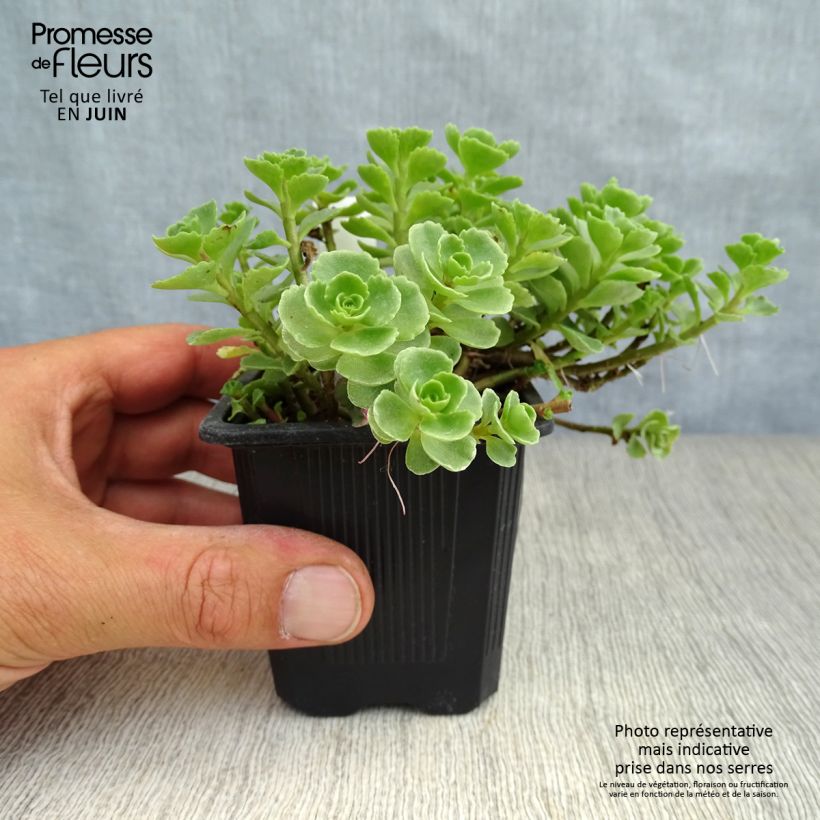 Amostra de Sedum spurium Album Superbum Vaso de 8/9 cm tal como entregue no verão