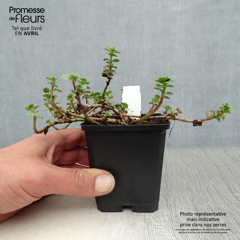 Amostra de Sedum spurium Album Superbum Vaso de 8/9 cm tal como entregue na primavera