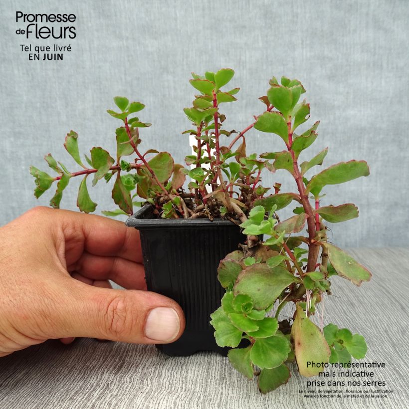 Amostra de Sedum spurium Dragon Blood Vaso de 8/9 cm tal como entregue no verão