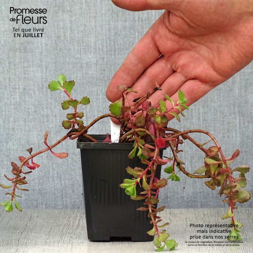 Amostra de Sedum spurium Fuldaglut Vaso de 8/9 cm tal como entregue no verão