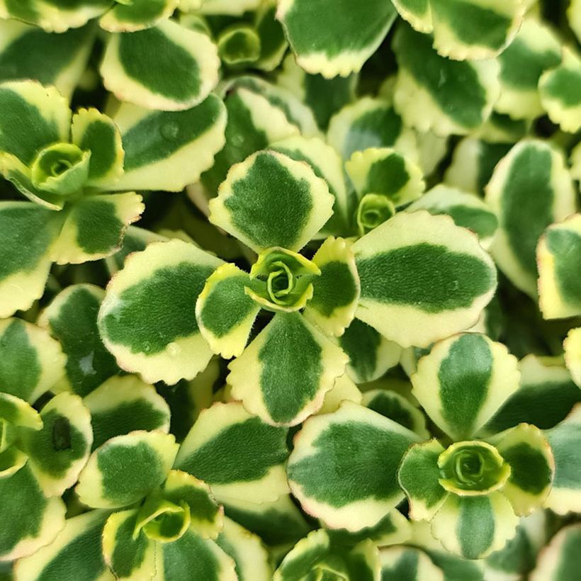 Sedum spurium Little Gecko (Folhagem)
