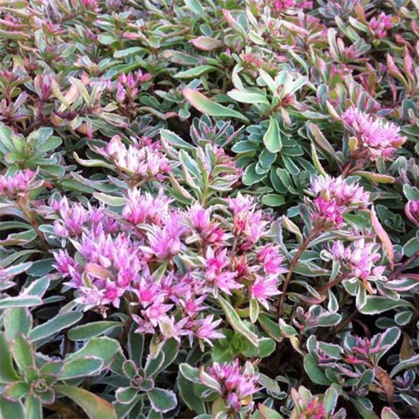 Sedum spurium Variegatum (Floração)