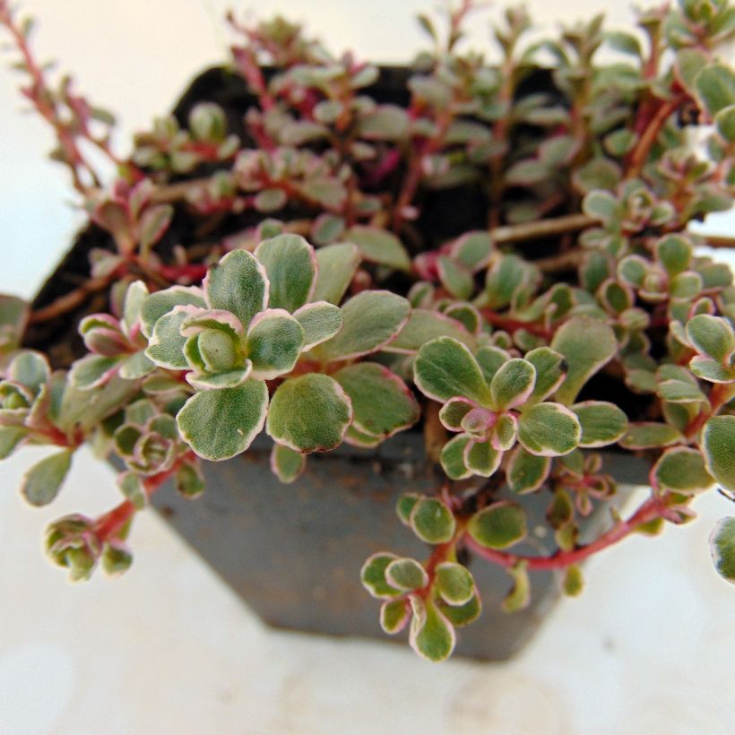 Sedum spurium Variegatum (Folhagem)