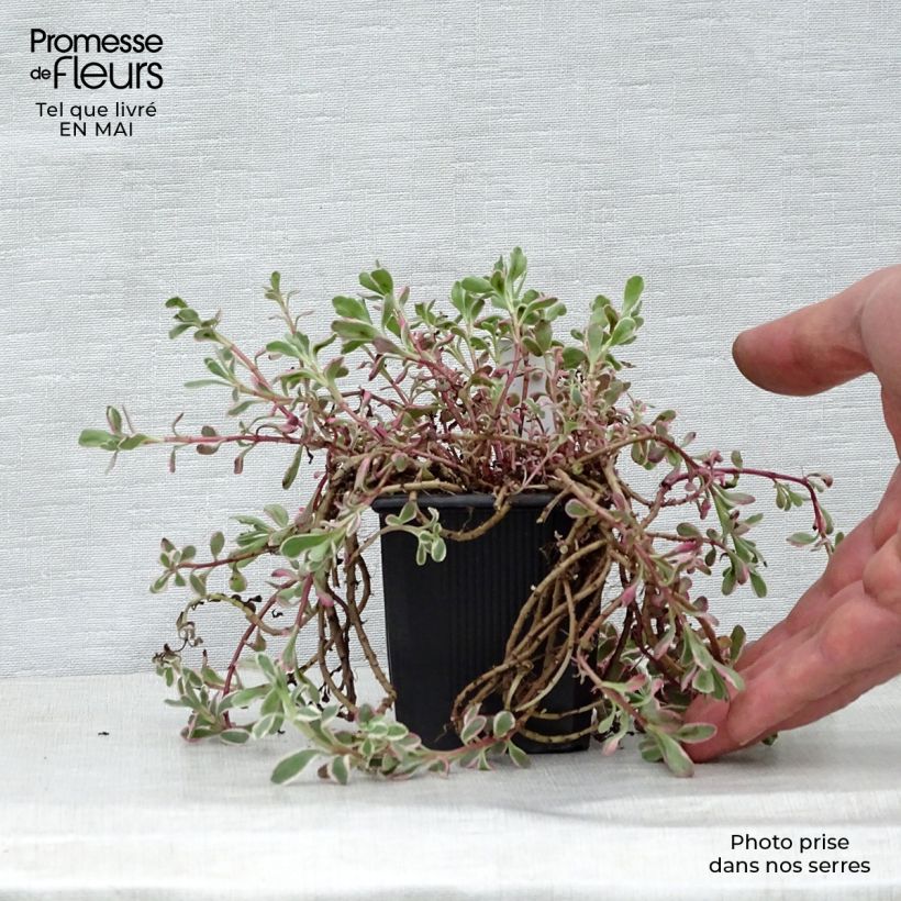 Amostra de Sedum spurium Variegatum Vaso de 8/9 cm tal como entregue na primavera