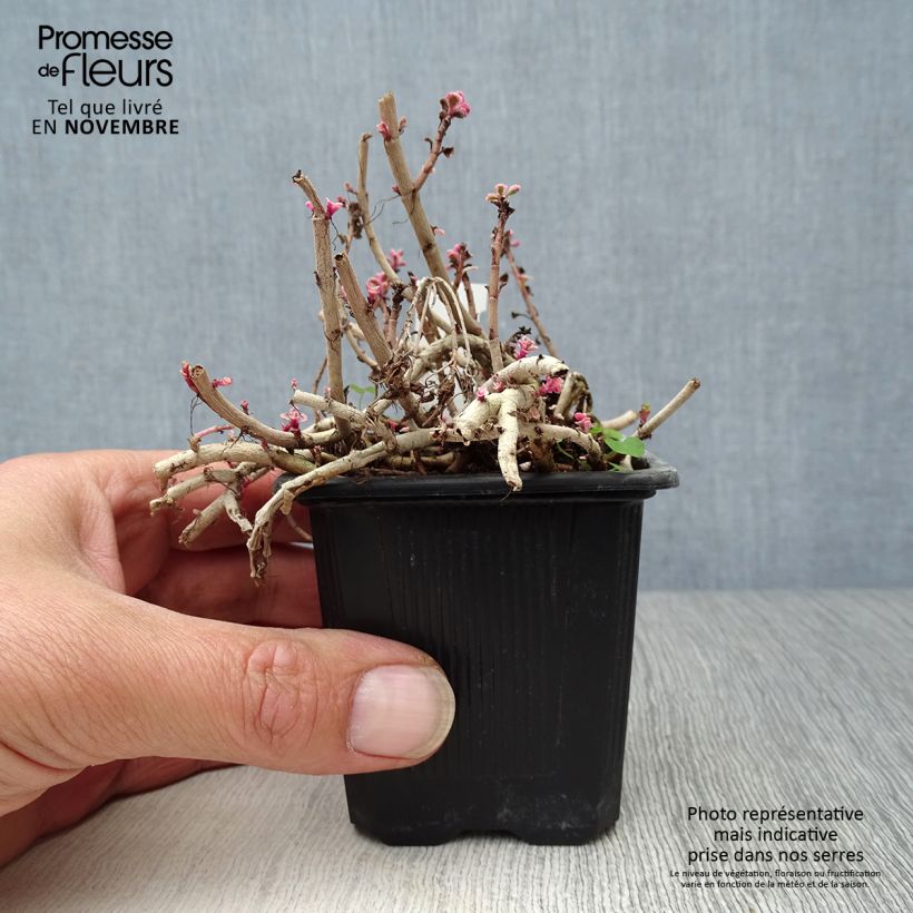 Amostra de Sedum spurium Variegatum Vaso de 8/9 cm tal como entregue no outono