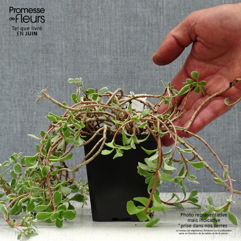 Amostra de Sedum spurium Variegatum Vaso de 8/9 cm tal como entregue no verão