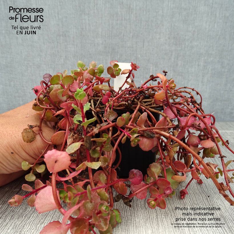 Amostra de Sedum spurium Woodoo Vaso de 8/9 cm tal como entregue no verão