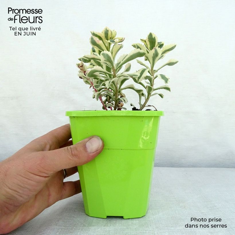 Amostra de Sedum takesimense Atlantis Vaso de 1,5 L/2 L tal como entregue no verão