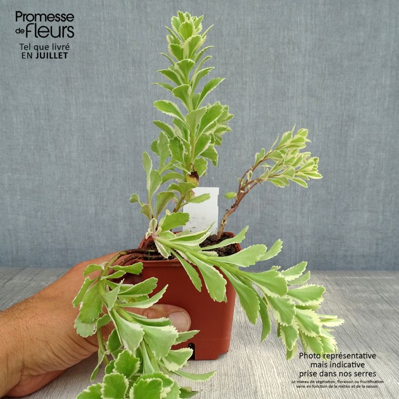 Amostra de Sedum takesimense Atlantis Vaso de 8/9 cm tal como entregue no verão