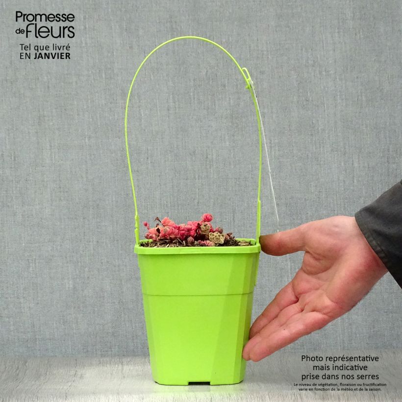 Amostra de Sedum takesimense Atlantis Vaso de 1,5 L/2 L tal como entregue no inverno