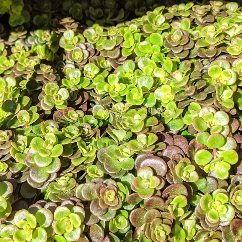 Sedum tetractinum Coral Reef (Folhagem)