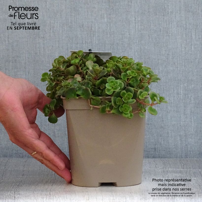 Amostra de Sedum tetractinum Coral Reef Vaso de 2 L/3 L tal como entregue no outono