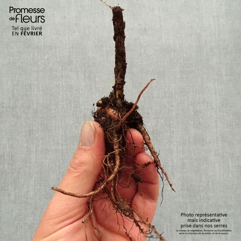 Amostra de Sedum Autumn Charm (Hylotelephium) Petites Racines nues tal como entregue no inverno