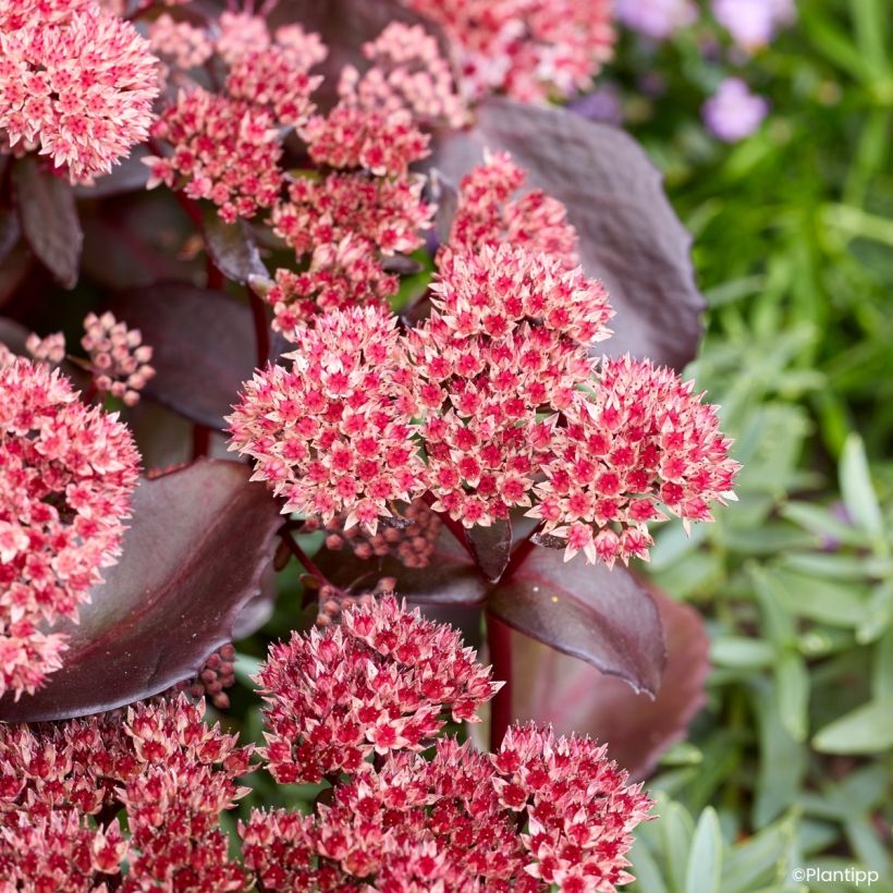 Sedum Black Knight Dolseb (Floração)