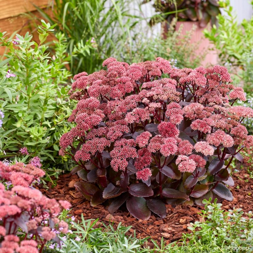 Sedum Black Knight Dolseb (Hábito)