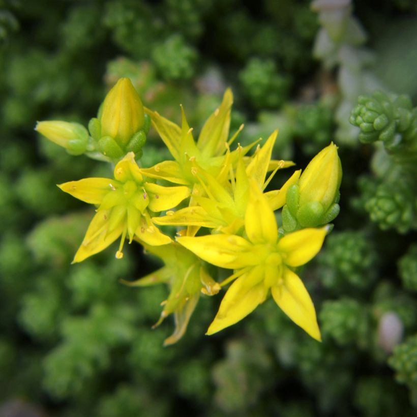 Sedum acre em sementes (Floração)