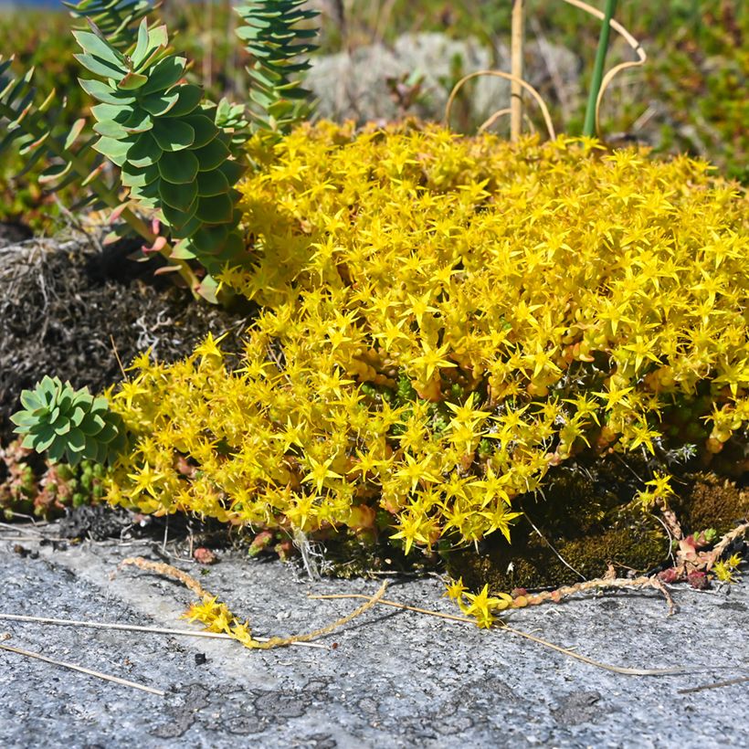 Sedum acre em sementes (Hábito)