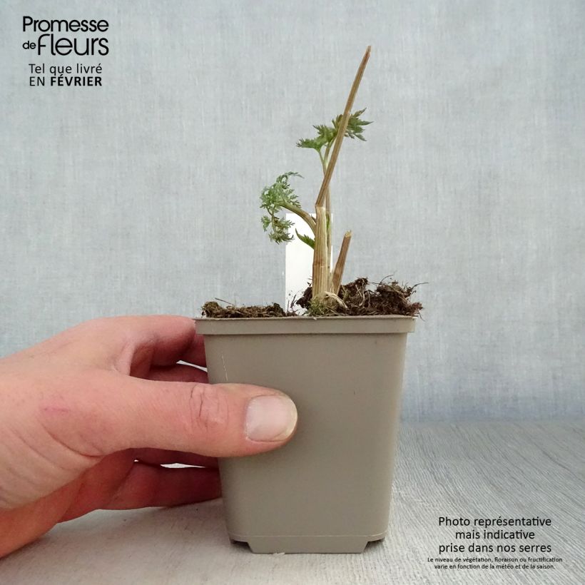 Amostra de Selinum wallichianum Vaso de 8/9 cm tal como entregue no inverno