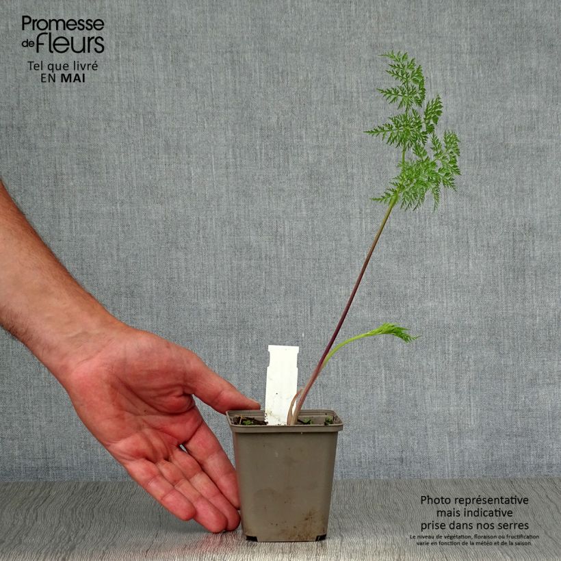 Amostra de Selinum wallichianum Vaso de 8/9 cm tal como entregue na primavera