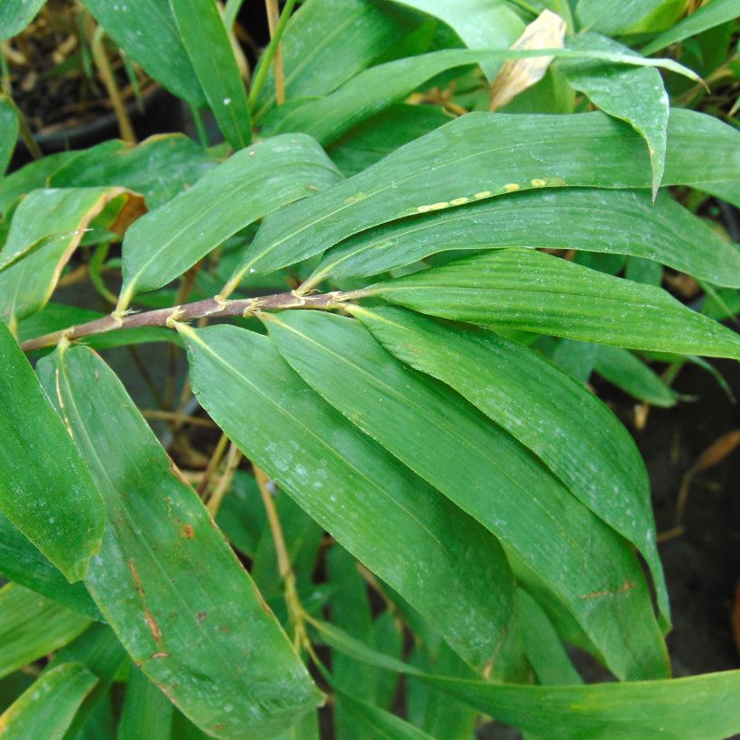 Semiarundinaria fastuosa - Bambu Narihira (Folhagem)
