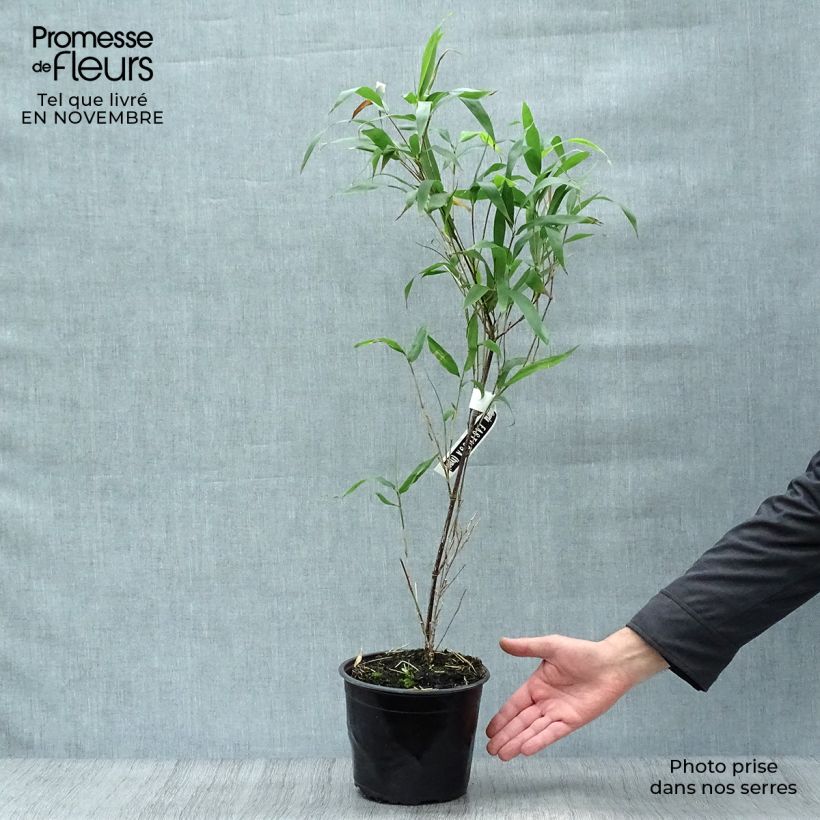 Amostra de Semiarundinaria fastuosa - Bambu Narihira Vaso de 1,5 L/2 L tal como entregue no outono