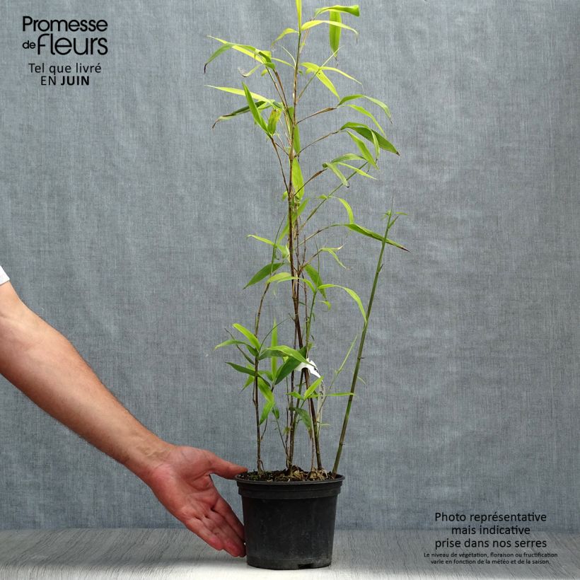 Amostra de Semiarundinaria fastuosa - Bambu Narihira Vaso de 1,5 L/2 L tal como entregue no verão