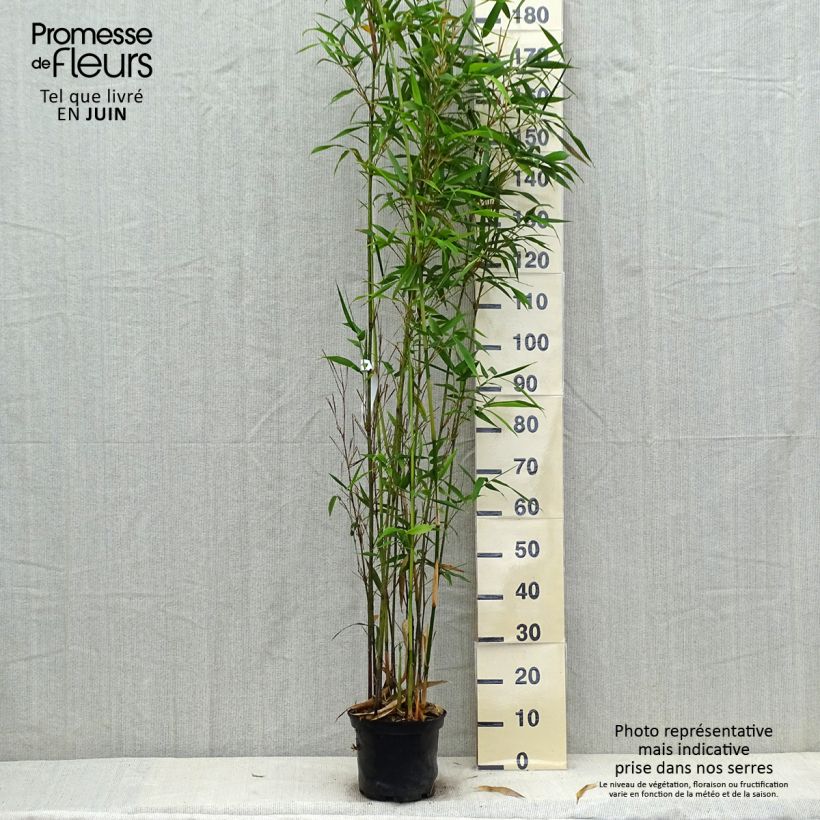 Amostra de Semiarundinaria fastuosa Viridis - Bambu Narihira Vaso de 4 L/5 L tal como entregue no verão