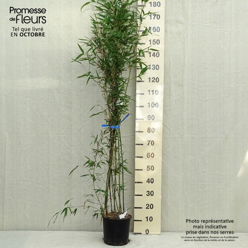 Amostra de Semiarundinaria makinoi - Bambu médio Vaso de 4 L/5 L tal como entregue no outono
