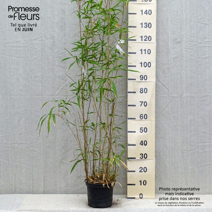 Amostra de Semiarundinaria yashadake Kimmei - Bambu médio Vaso de 4 L/5 L tal como entregue no verão