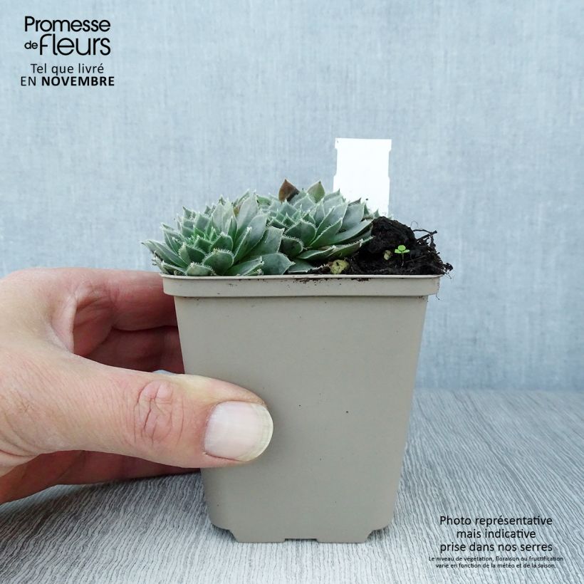 Amostra de Sempervivum Alpha Vaso de 8/9 cm tal como entregue no outono