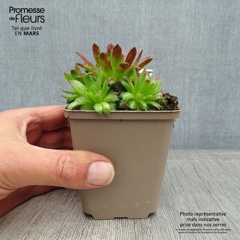 Amostra de Sempervivum Alpha Vaso de 8/9 cm tal como entregue na primavera