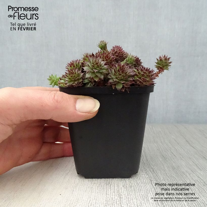 Amostra de Sempervivum Bronco - Joubarbe hybride  Godet de 8/9 cm tal como entregue no inverno
