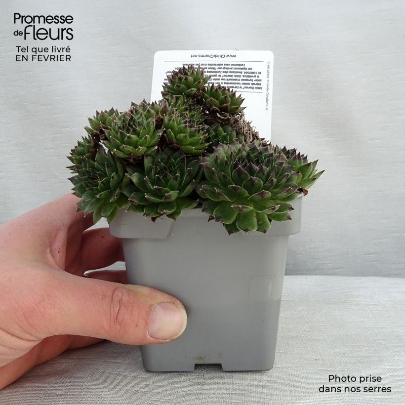 Amostra de Sempervivum Chick Charms Appletini - Joubarbe Pot de 10 cm/11cm tal como entregue no inverno