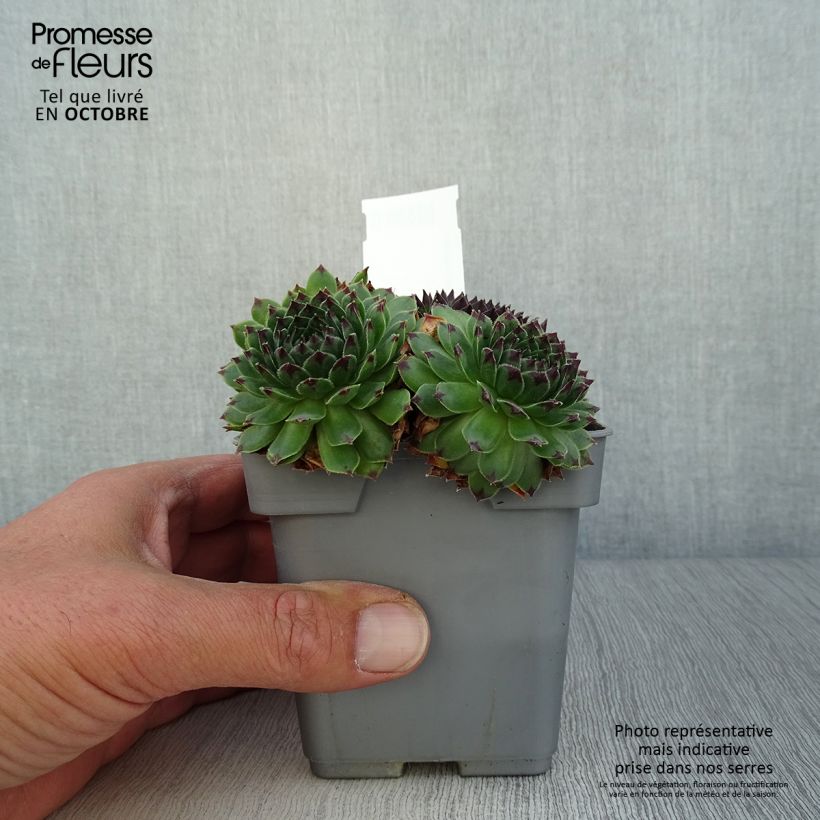 Amostra de Sempervivum Chick Charms Appletini Vaso de 10 cm/11 cm tal como entregue no outono