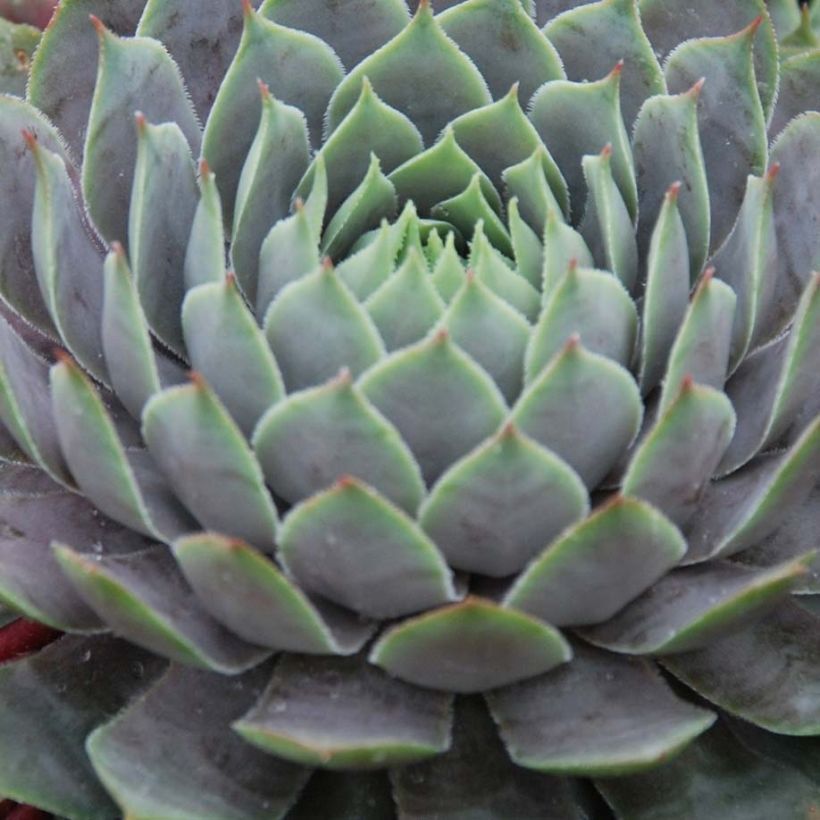 Sempervivum Chick Charms® Berry Blues (Folhagem)