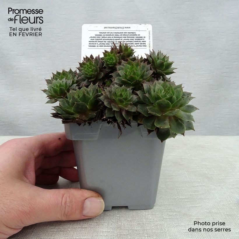 Amostra de Sempervivum Chick Charms® Berry Blues Vaso de 10 cm/11 cm tal como entregue no inverno