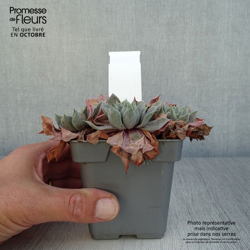 Amostra de Sempervivum Chick Charms® Berry Blues Vaso de 10 cm/11 cm tal como entregue no outono