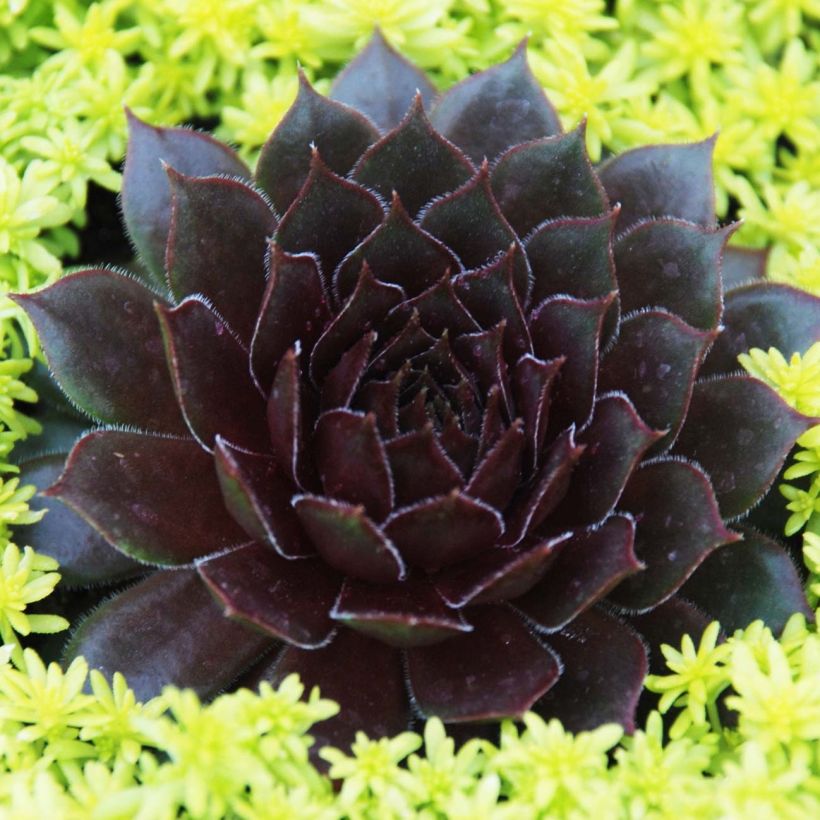 Sempervivum Chick Charms Bing Cherry (Hábito)