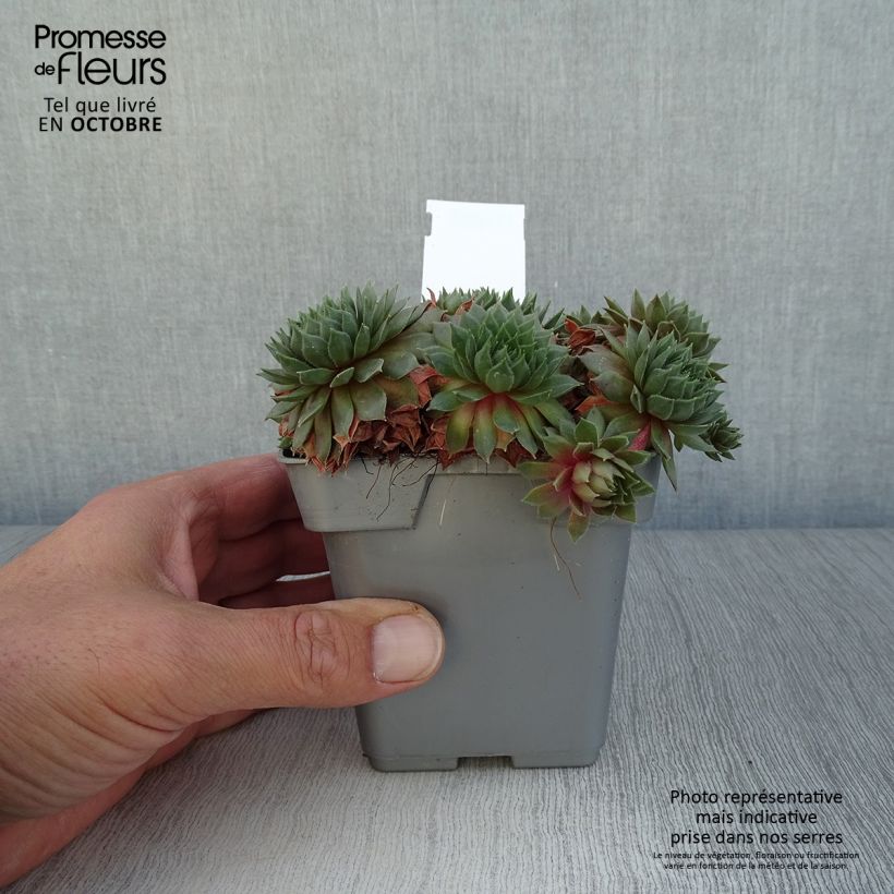 Amostra de Sempervivum Chick Charms Bing Cherry Vaso de 10 cm/11 cm tal como entregue no outono