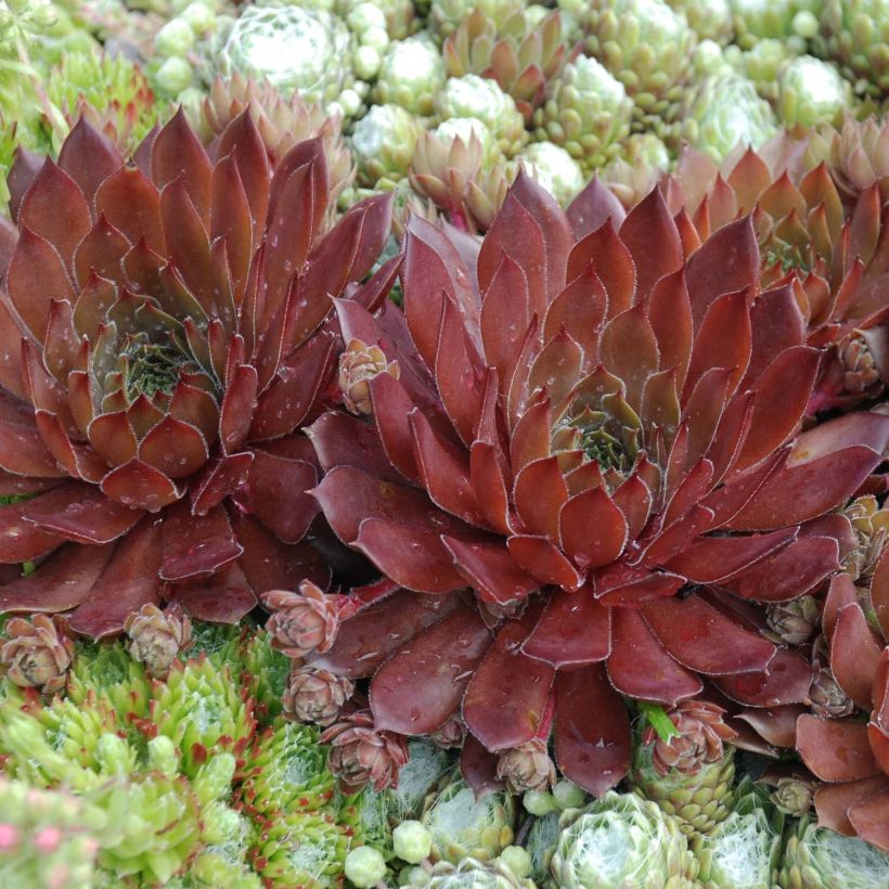 Sempervivum Chick Charms Cherry Berry (Folhagem)