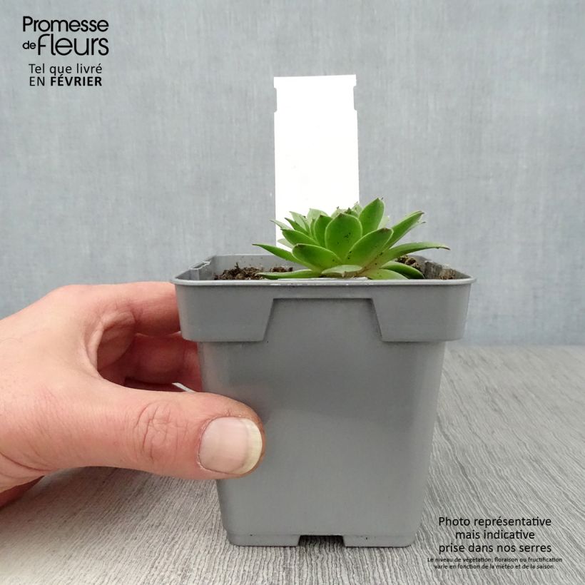 Amostra de Sempervivum Chick Charms Cherry Berry - Joubarbe Pot de 10 cm/11cm tal como entregue no inverno