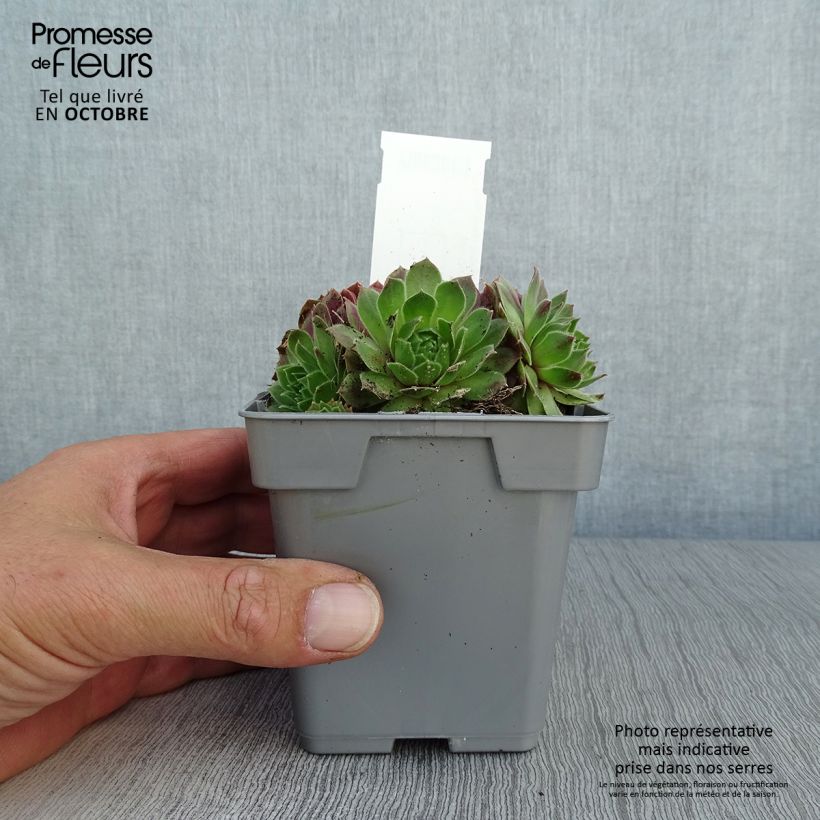 Amostra de Sempervivum Chick Charms Cherry Berry Vaso de 10 cm/11 cm tal como entregue no outono
