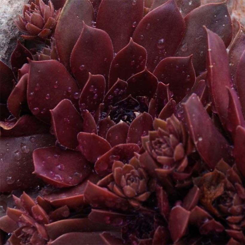 Sempervivum Chick Charms® Chocolate Kiss (Folhagem)