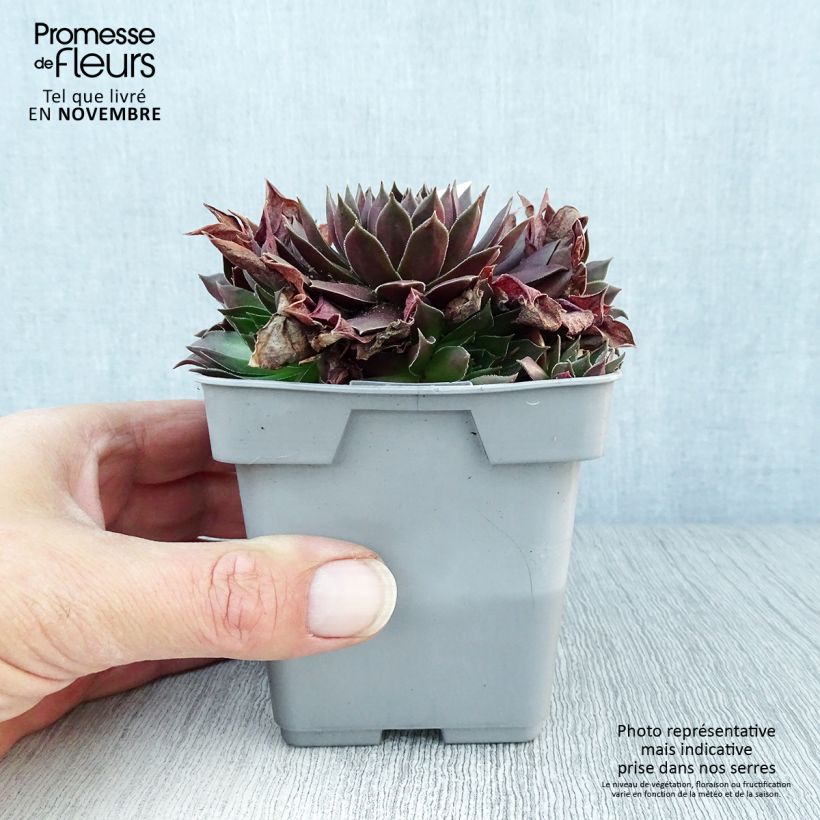 Amostra de Sempervivum Chick Charms® Chocolate Kiss Vaso de 10 cm/11 cm tal como entregue no outono