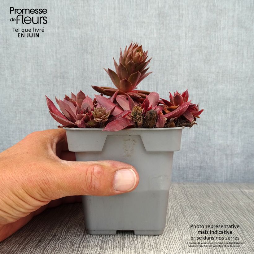 Amostra de Sempervivum Chick Charms® Chocolate Kiss Vaso de 10 cm/11 cm tal como entregue no verão