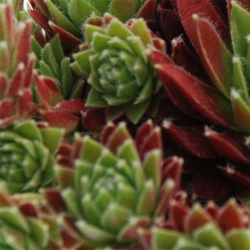 Sempervivum Chick Charms Cinnamon Starbust (Folhagem)